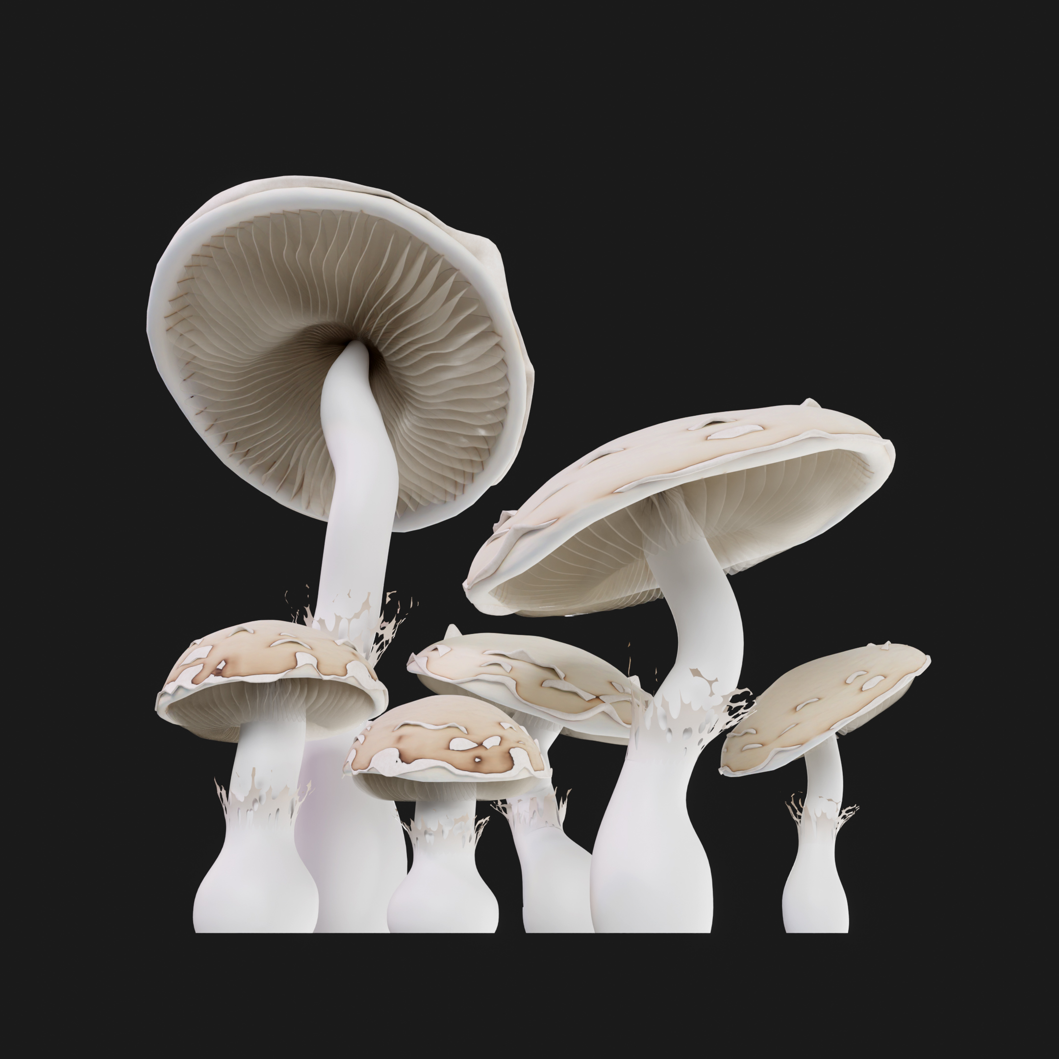 Mushroom