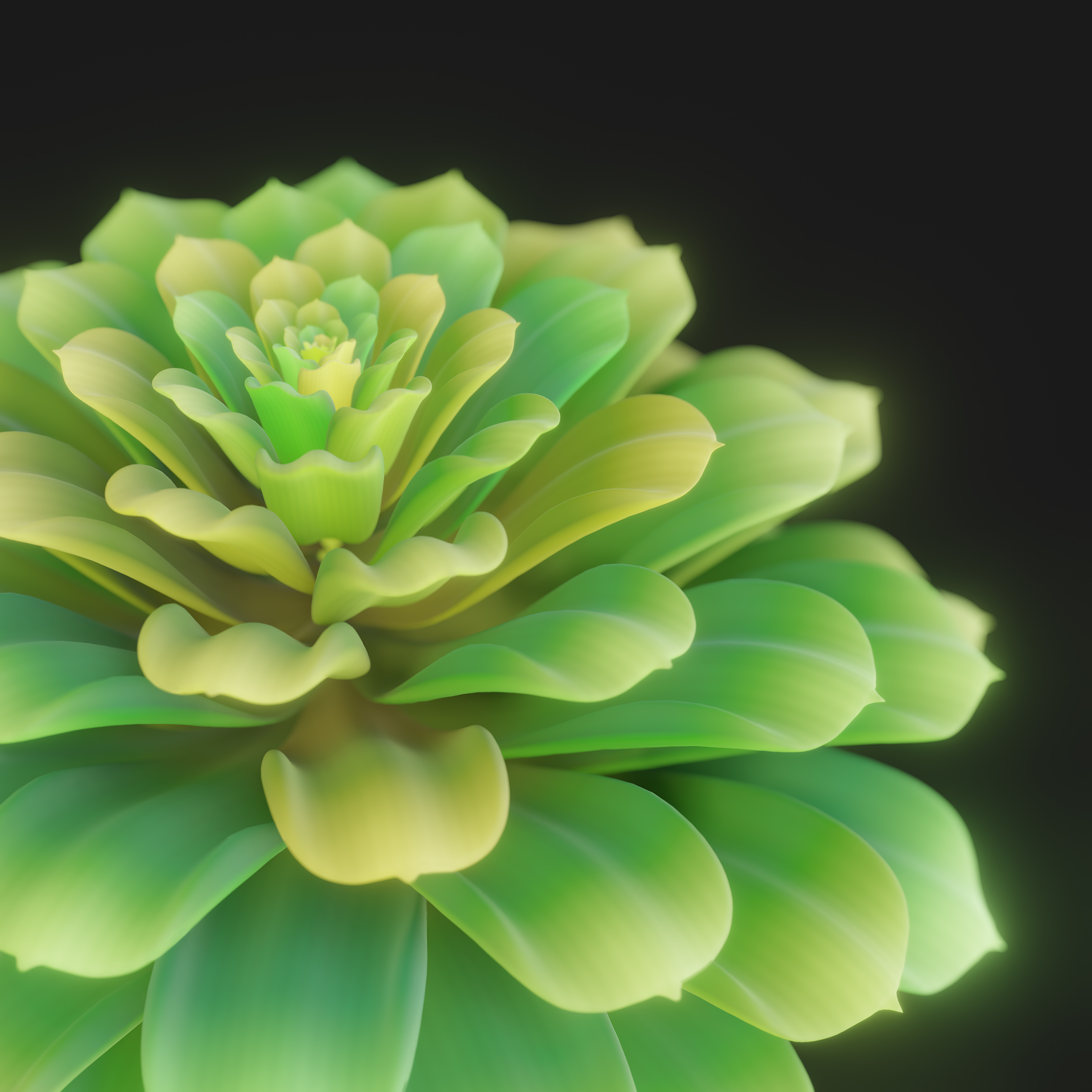 Phyllotaxis